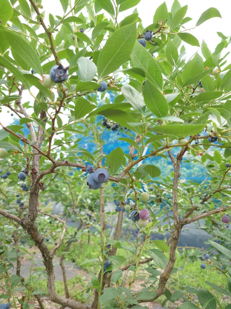 澤光青果