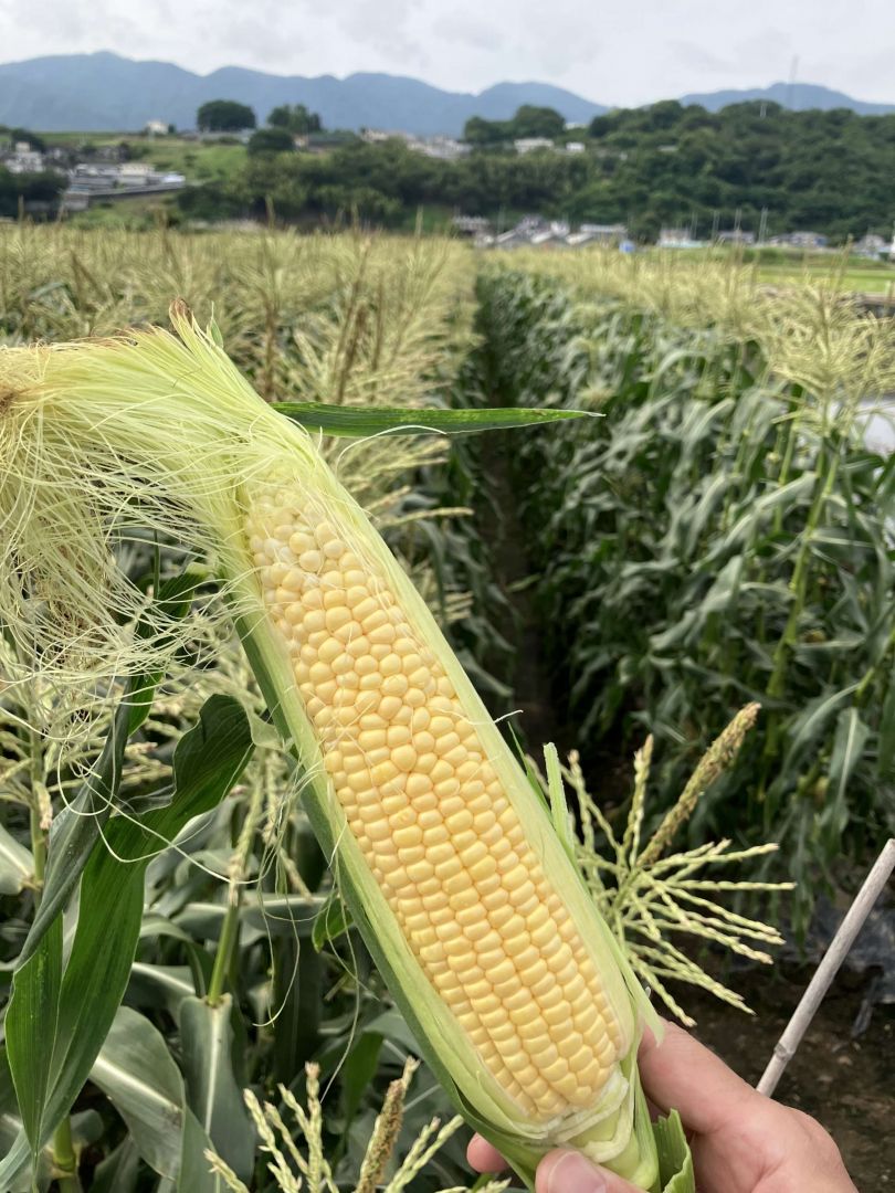 澤光青果