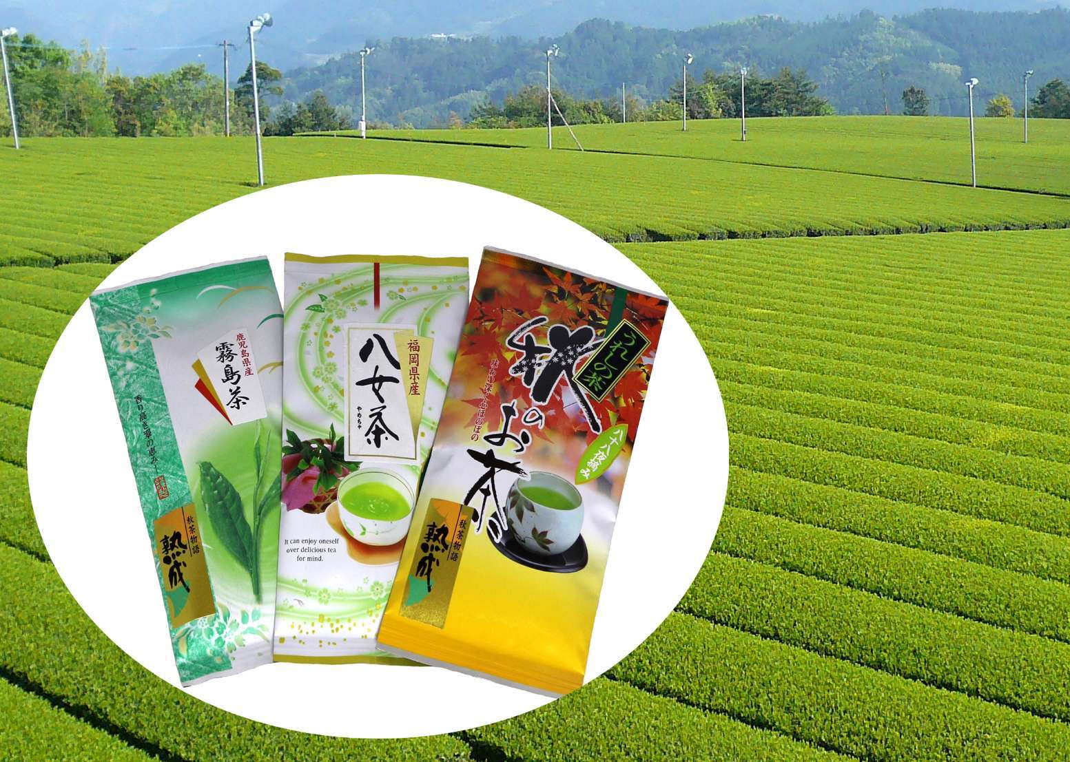 八女煎茶（萌）