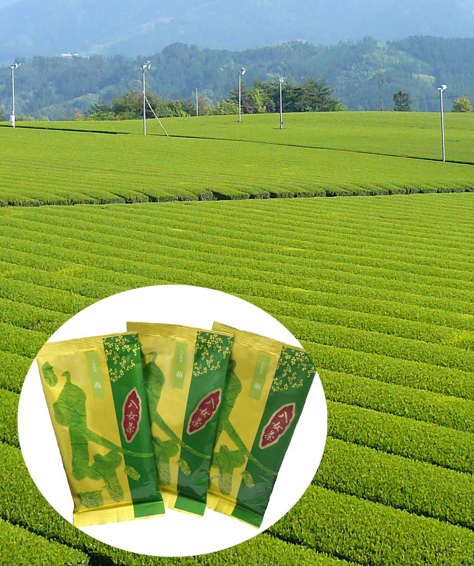 八女煎茶　萌
